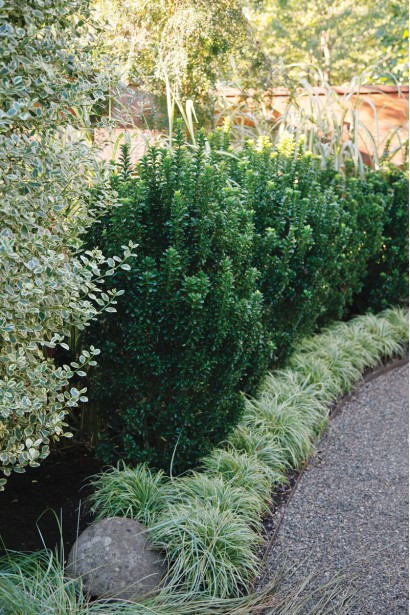 Бересклет вічнозелений Грін Спайр